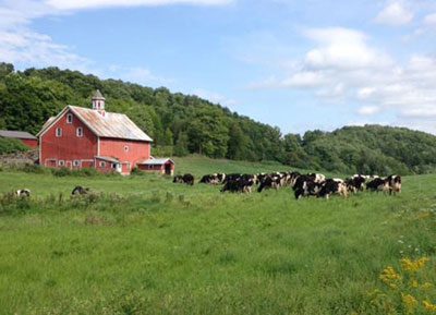 Cows in a field of green grass with a red barn in the background
