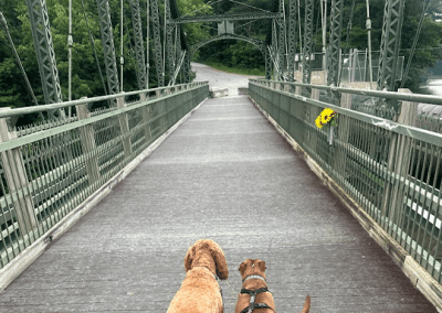 Two dogs walking over a bridge