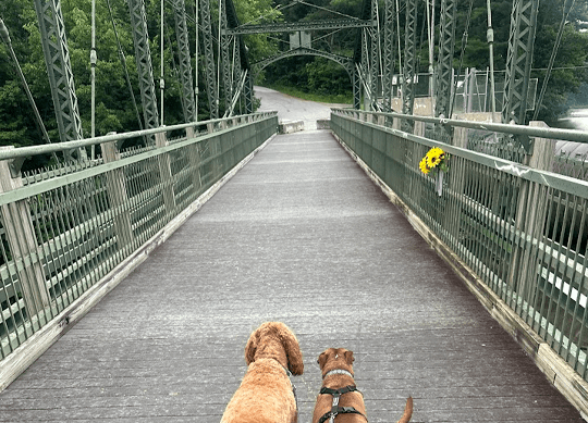 Two dogs walking over a bridge
