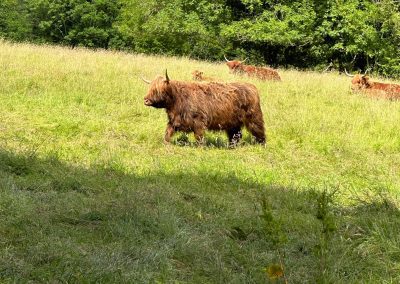 Shaggy Highland Cow in Grass Field