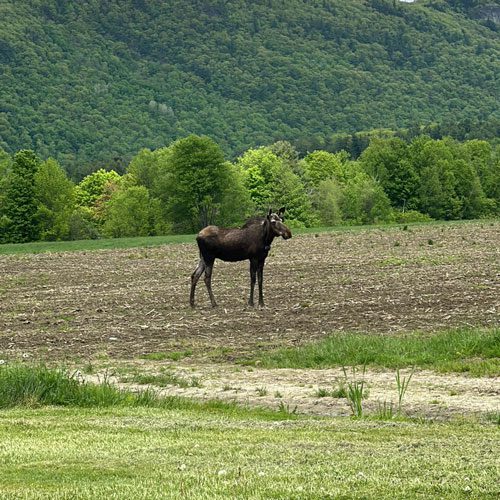 Moose standing in a field