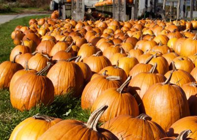 Rows of bright orange pumpkins spread across a farm field leading to a rustic wooden pergola structure under a clear blue autumn sky.